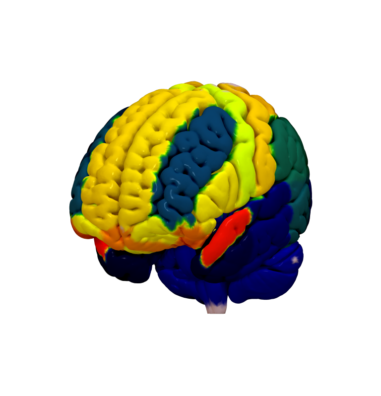 Cortical Atlas Parcellations (MNI-Space) – Lead-DBS