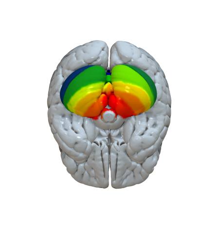 Cortical Atlas Parcellations (MNI-Space) – Lead-DBS