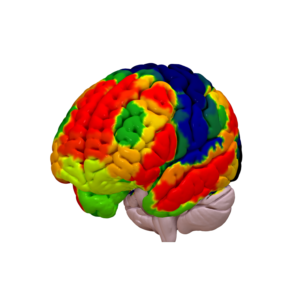 Cortical Atlas Parcellations (MNI-Space) – Lead-DBS